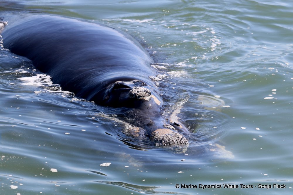 whale watching, gansbaai, south africa, Southern Right whale