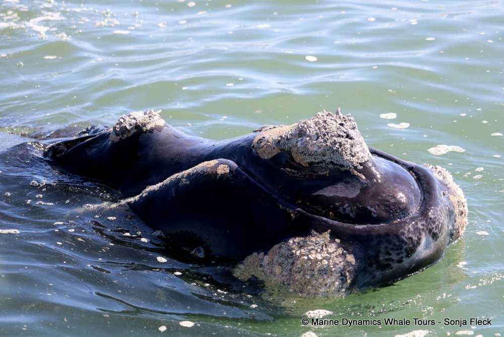 whale watching, gansbaai, south africa, Southern Right whale