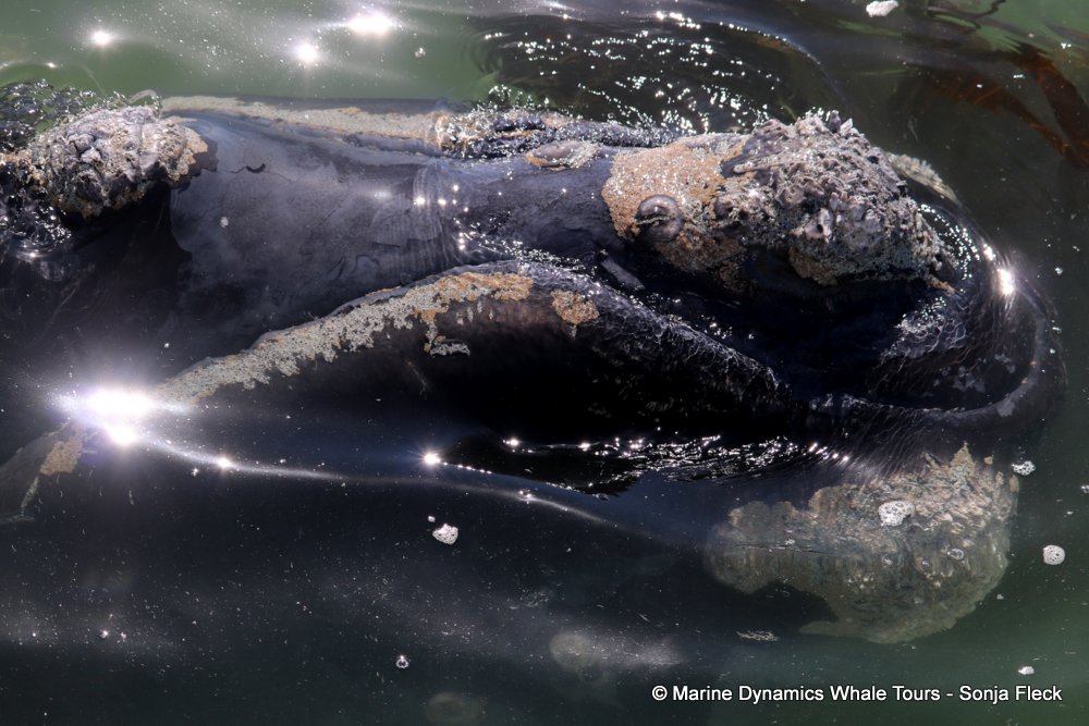 whale watching, gansbaai, south africa, Southern Right whale