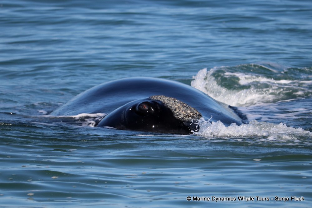 whale watching, gansbaai, south africa, Southern Right whale