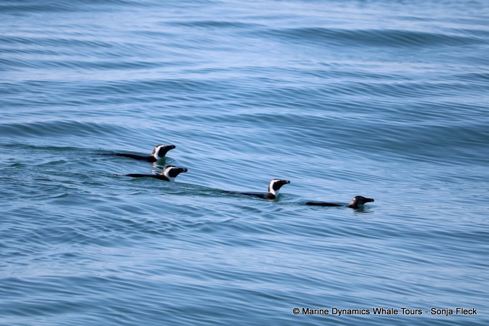 whale watching, gansbaai, south africa, African Penguin