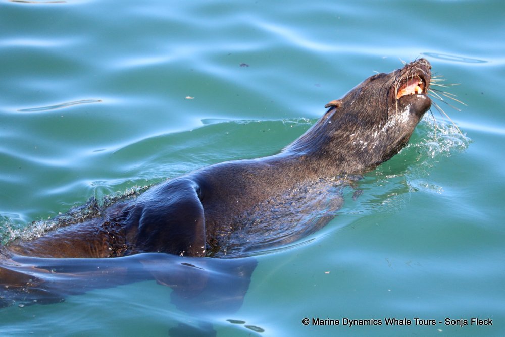 whale watching, gansbaai, south africa, Cape fur seals