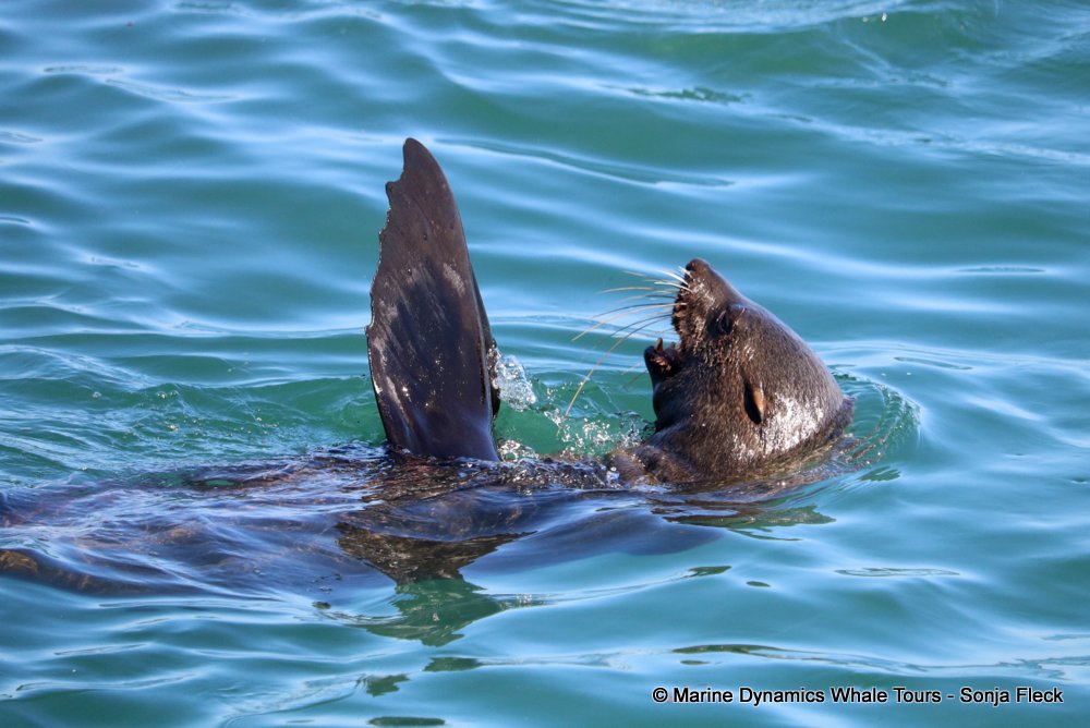 whale watching, gansbaai, south africa, Southern Right whale