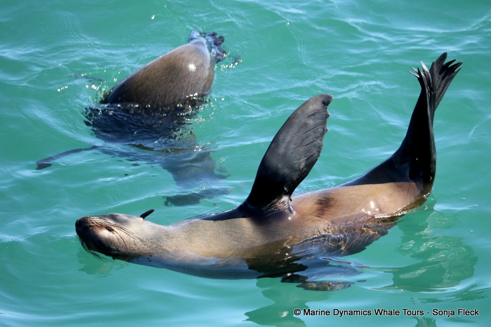 whale watching, gansbaai, south africa, Southern Right whale