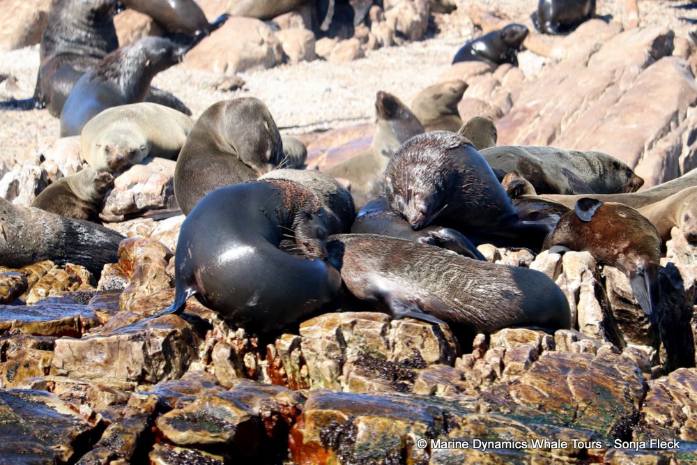 whale watching, gansbaai, south africa, Southern Right whale