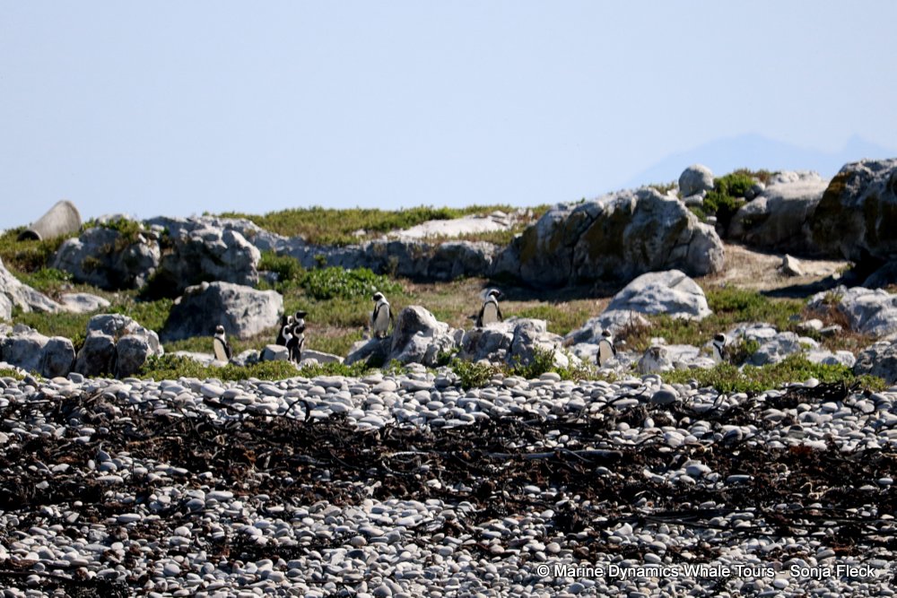 whale watching, gansbaai, south africa, African Penguin
