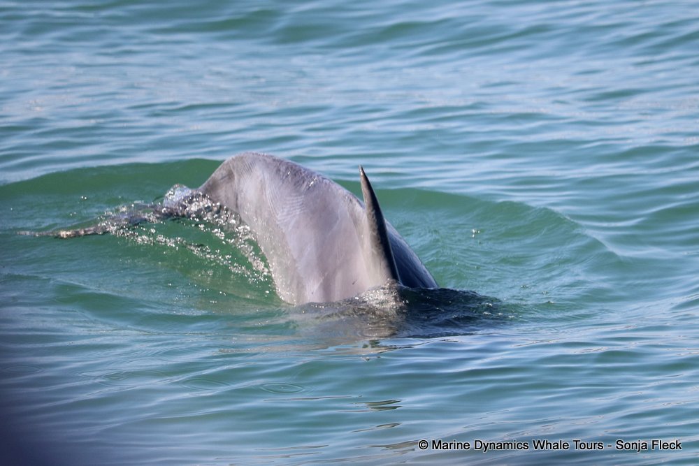 whale watching, gansbaai, south africa, Humpback dolphin