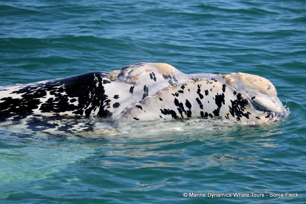 whale watching, gansbaai, south africa, Southern Right whale