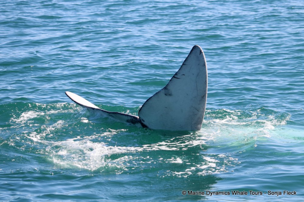 whale watching, gansbaai, south africa, Southern Right whale
