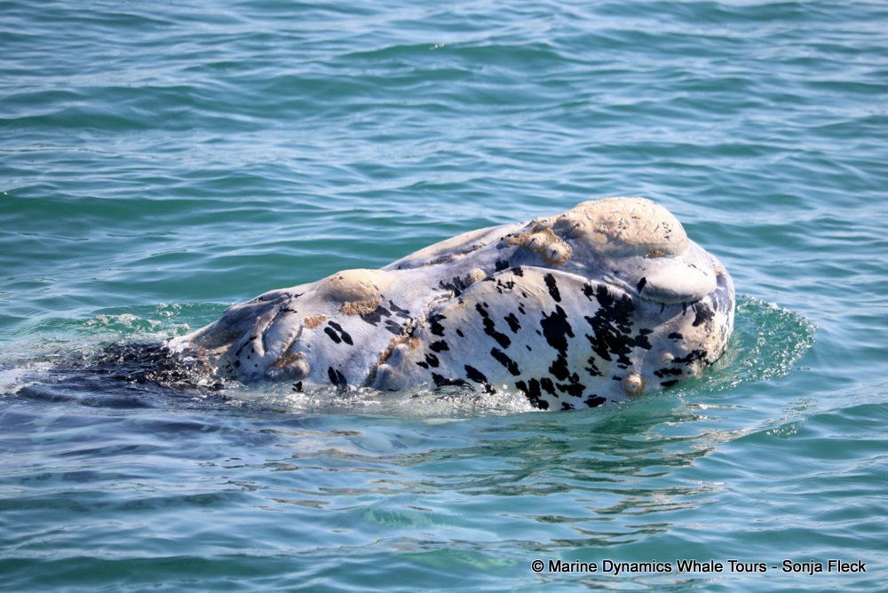 whale watching, gansbaai, south africa, Southern Right whale