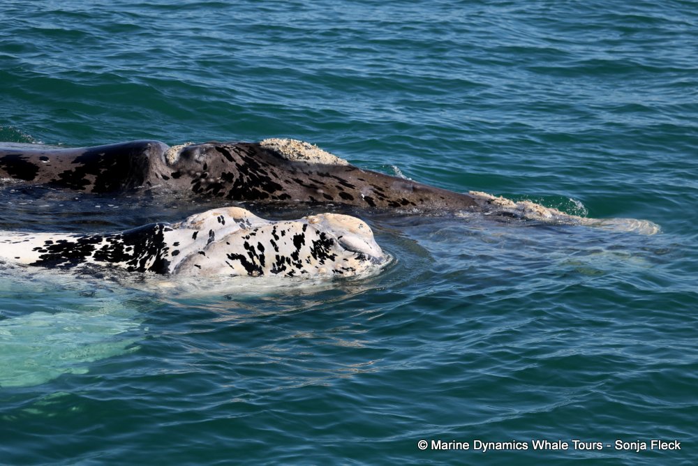 whale watching, gansbaai, south africa, Southern Right whale