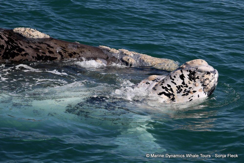 whale watching, gansbaai, south africa, Southern Right whale