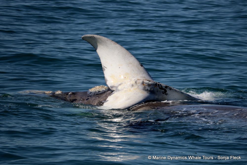 whale watching, gansbaai, south africa, Southern Right whale
