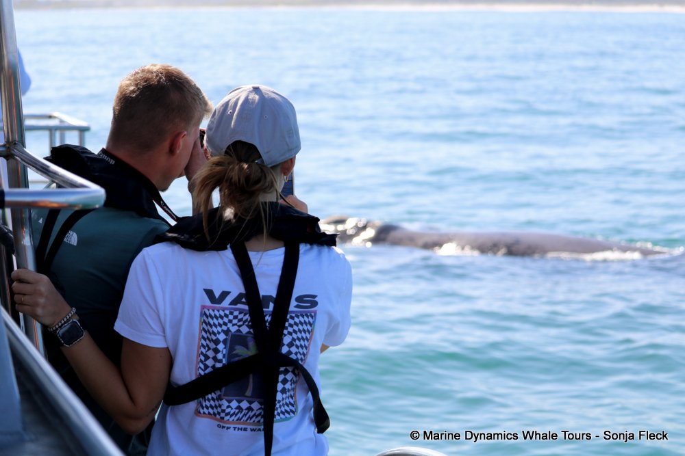 whale watching, gansbaai, south africa