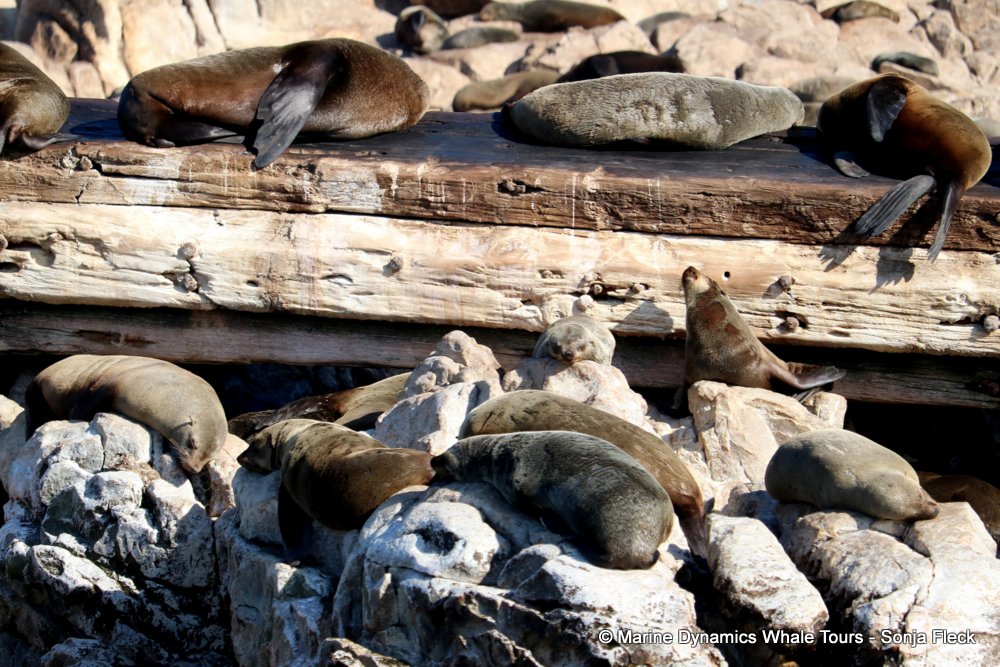 whale watching, gansbaai, south africa, Cape fur seals