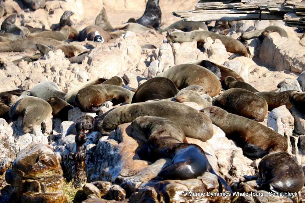 whale watching, gansbaai, south africa, Cape fur seals