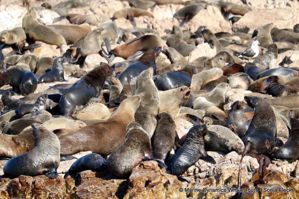 whale watching, gansbaai, south africa, Cape fur seals