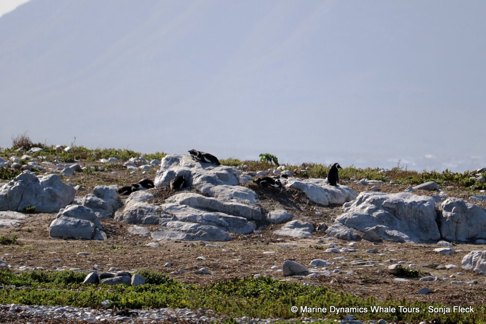 whale watching, gansbaai, south africa, African Penguins
