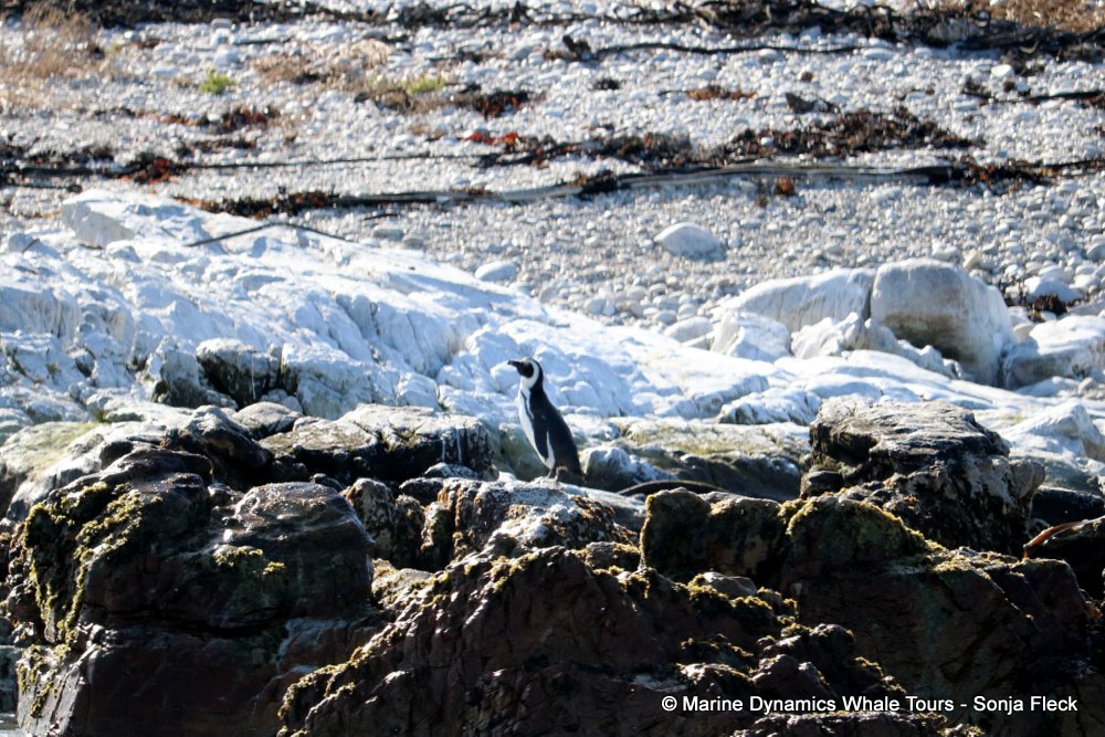 whale watching, gansbaai, south africa, African Penguins