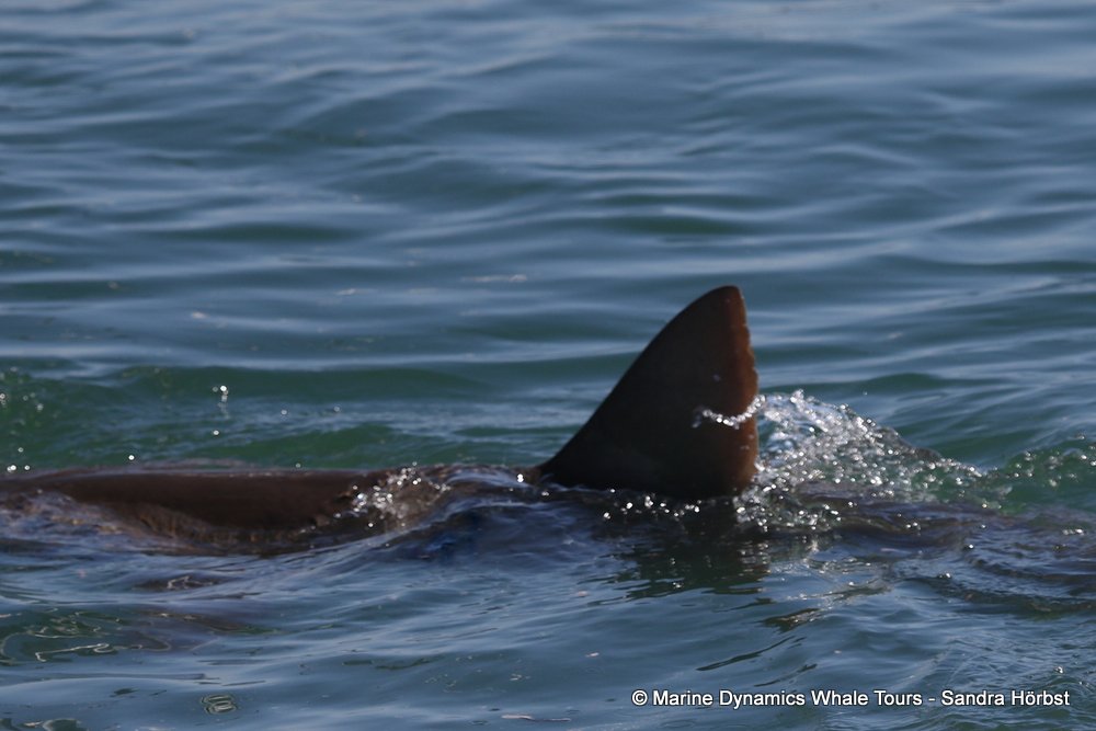 whale watching, gansbaai, south africa, shark