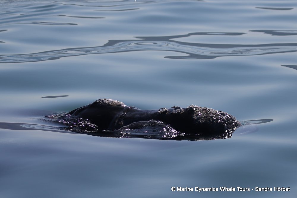 whale watching, gansbaai, south africa, whale