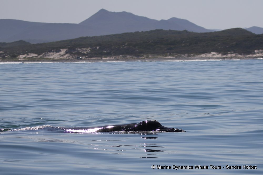 whale watching, gansbaai, south africa, whale