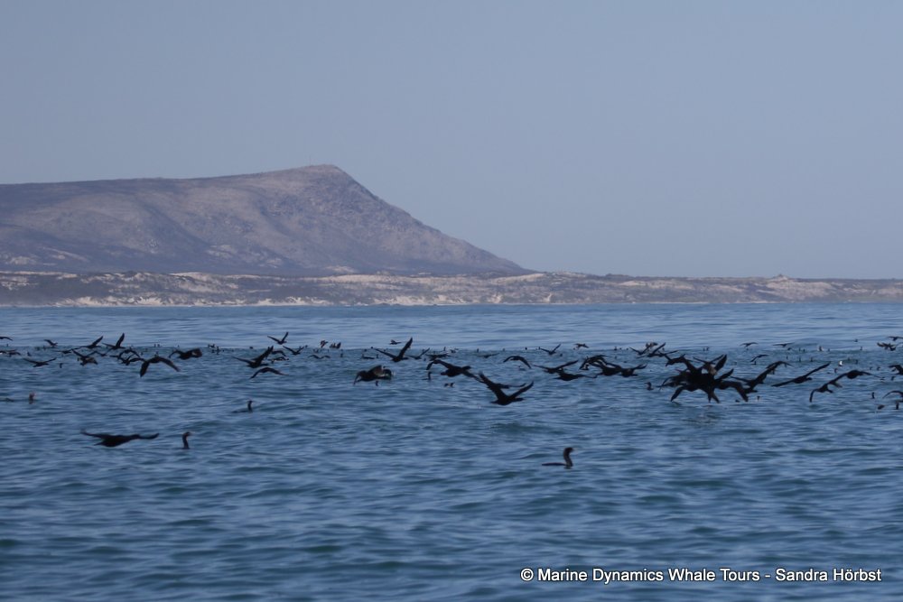 whale watching, gansbaai, south africa, cape cormorants