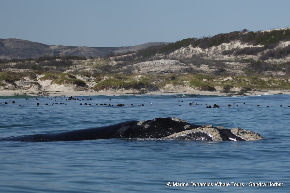 Marine Big 5 Daily Blog 31 August