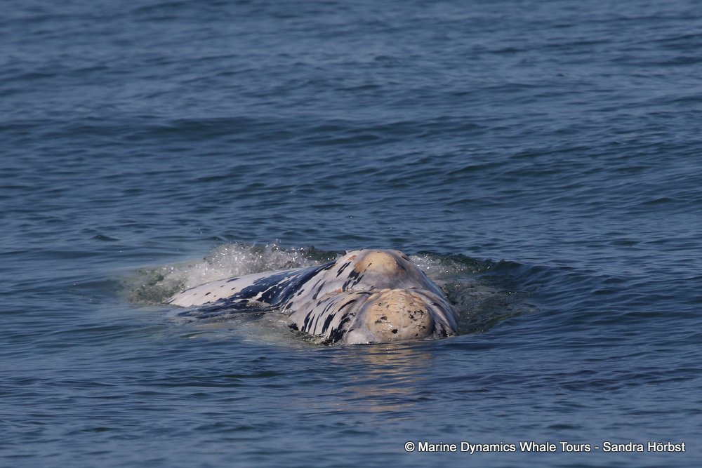 whale watching, gansbaai, south africa, brindle whale