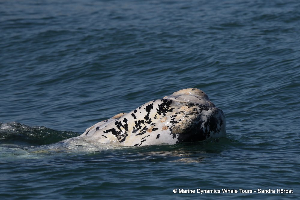 whale watching, gansbaai, south africa,