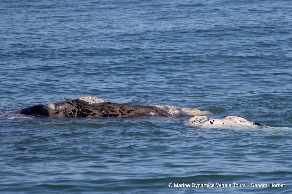 whale watching, gansbaai, south africa, brindle cow