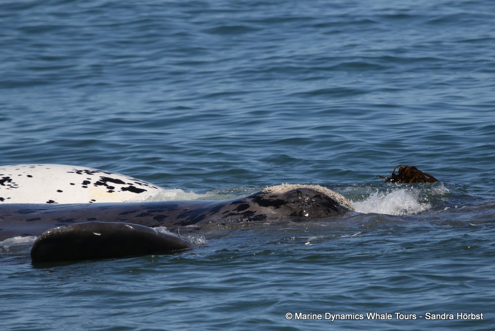whale watching, gansbaai, south africa, whale