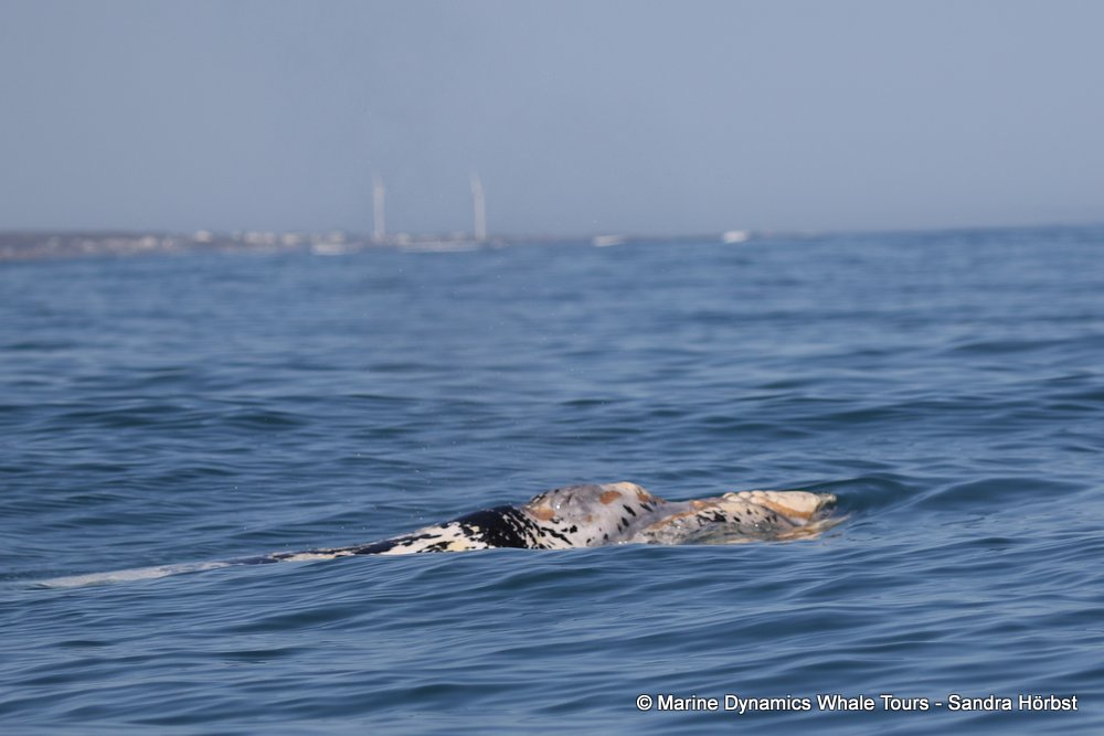 whale watching, gansbaai, south africa, southern right whale
