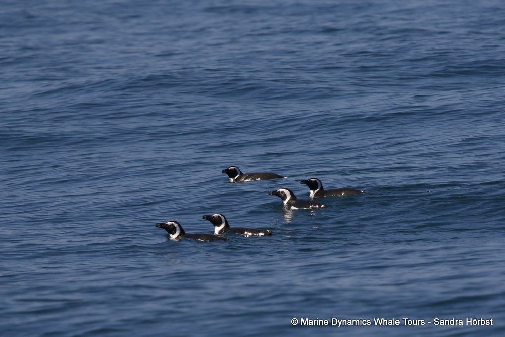 whale watching, gansbaai, south africa, penguins