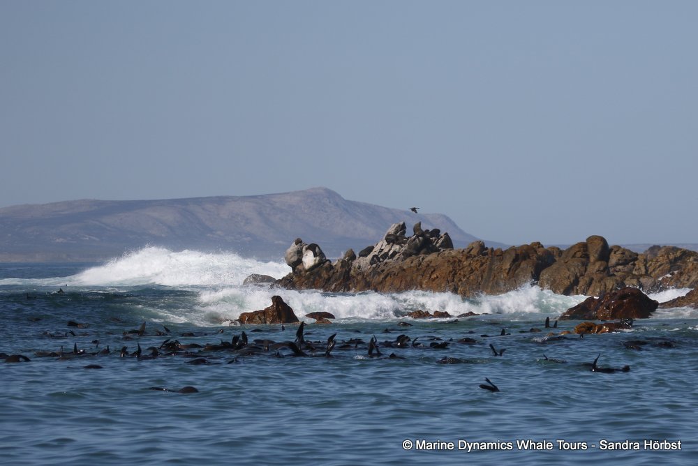 whale watching, gansbaai, south africa, shark alley