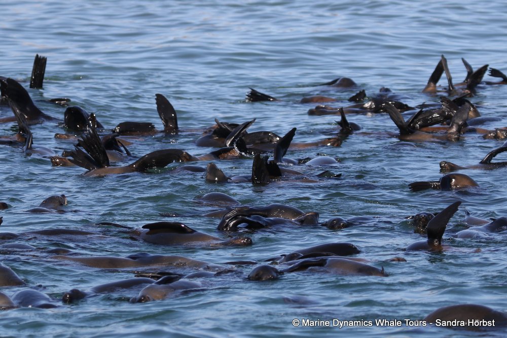 whale watching, gansbaai, south africa, cape fur seal