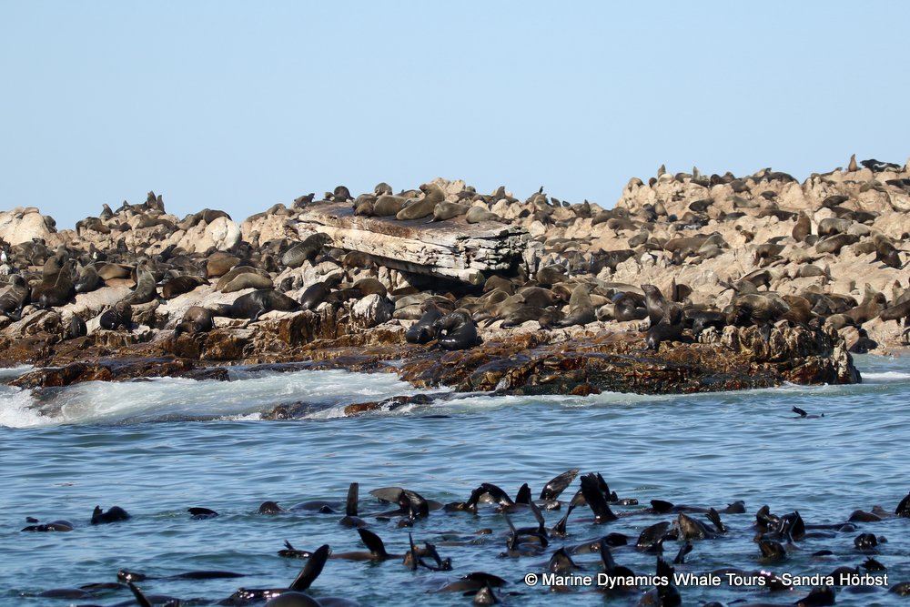 whale watching, gansbaai, south africa, shark alley
