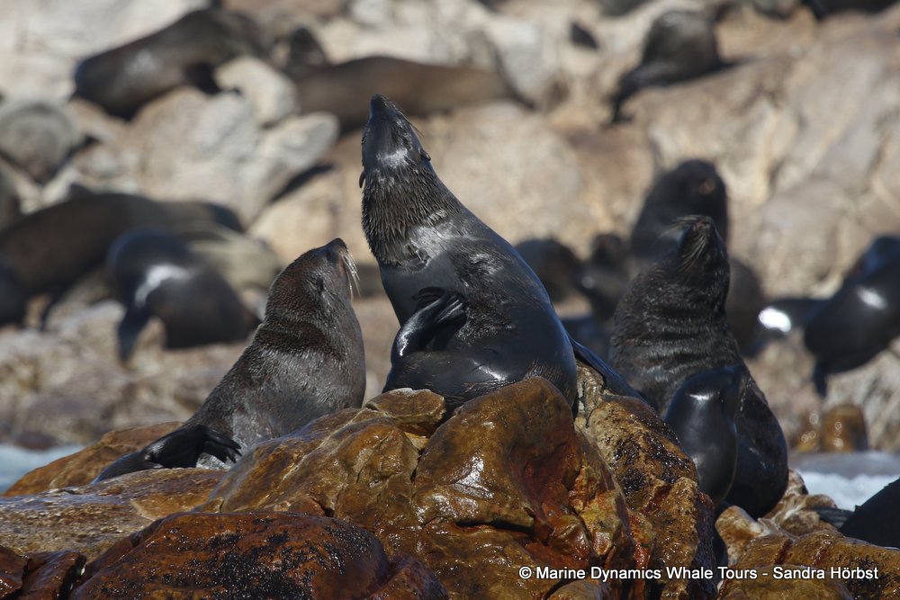 whale watching, gansbaai, south africa, fur seal