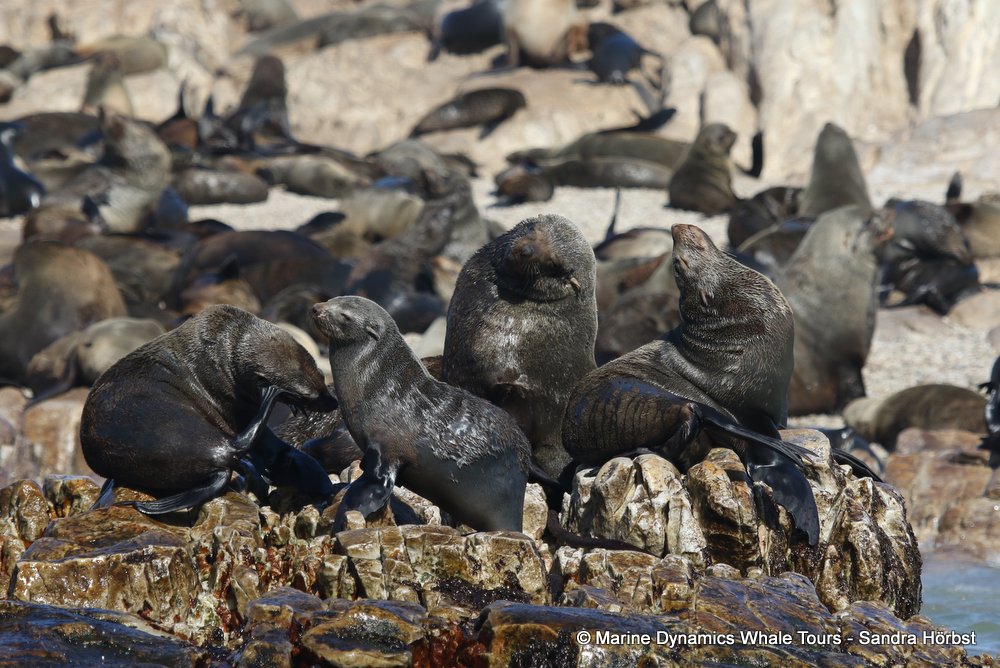 whale watching, gansbaai, south africa, cape fur seal