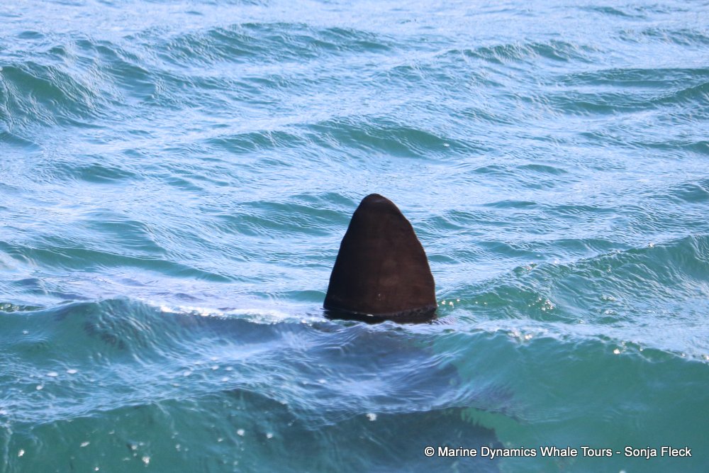 whale watching, gansbaai, south africa, sunfish