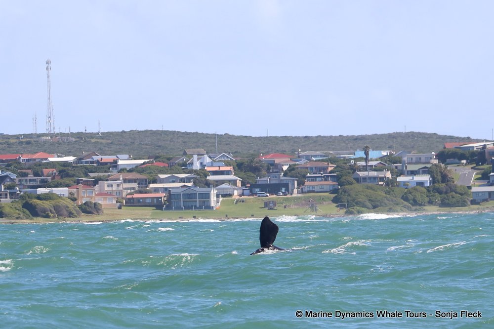 whale watching, gansbaai, south africa, whale
