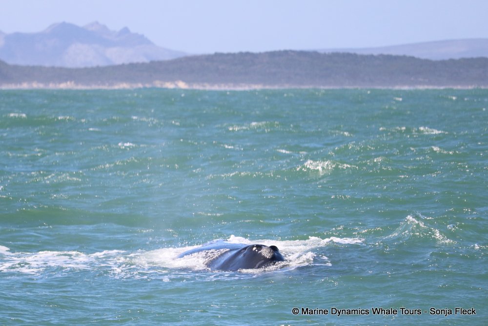 whale watching, gansbaai, south africa, southern right whale