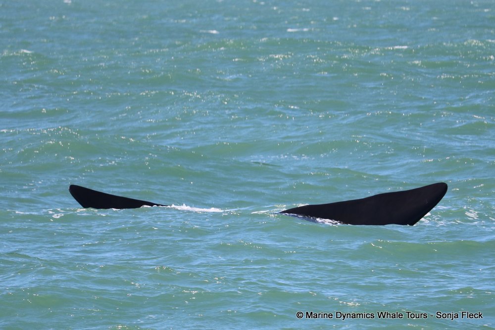 whale watching, gansbaai, south africa, southern right whale