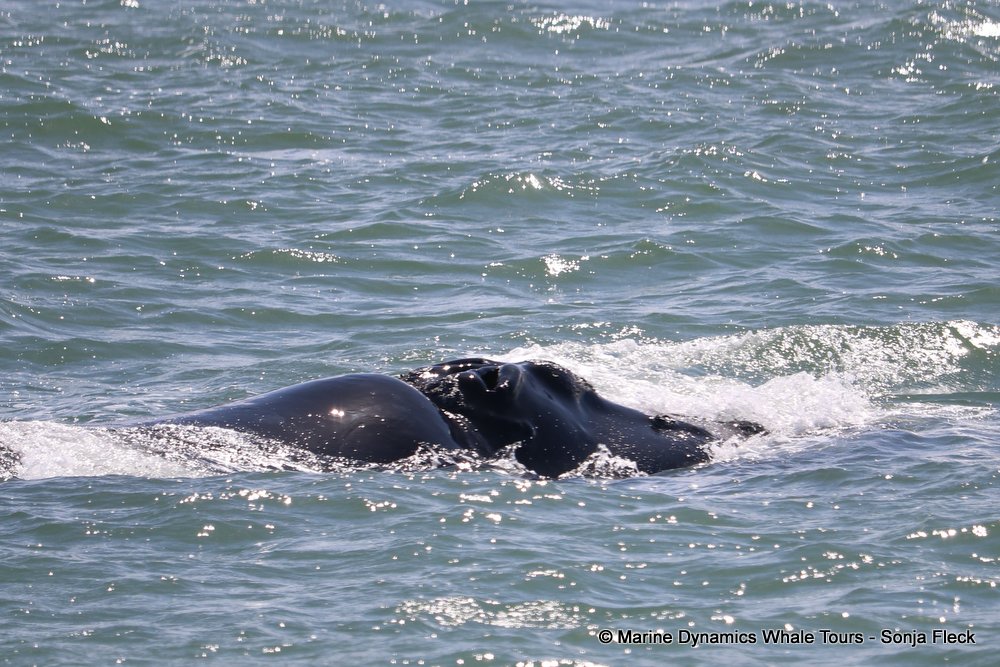 whale watching, gansbaai, south africa, whale