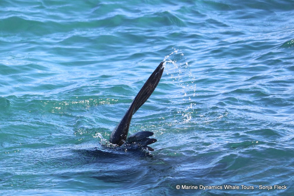 whale watching, gansbaai, south africa, seal