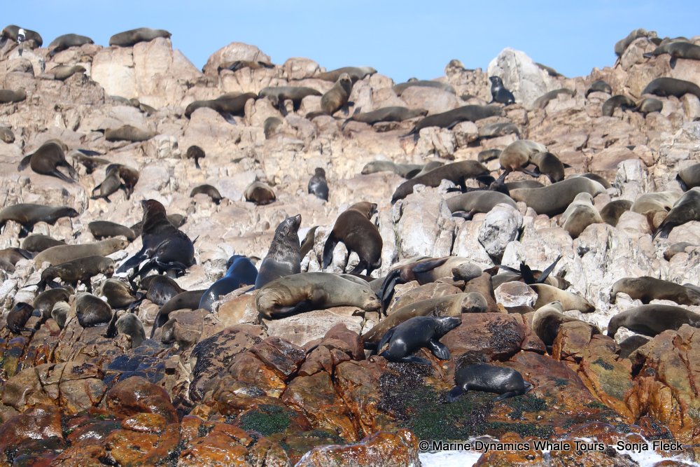 whale watching, gansbaai, south africa, fur seal colony