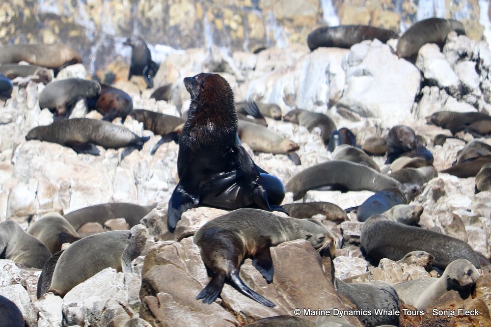whale watching, gansbaai, south africa, Cape fur seals