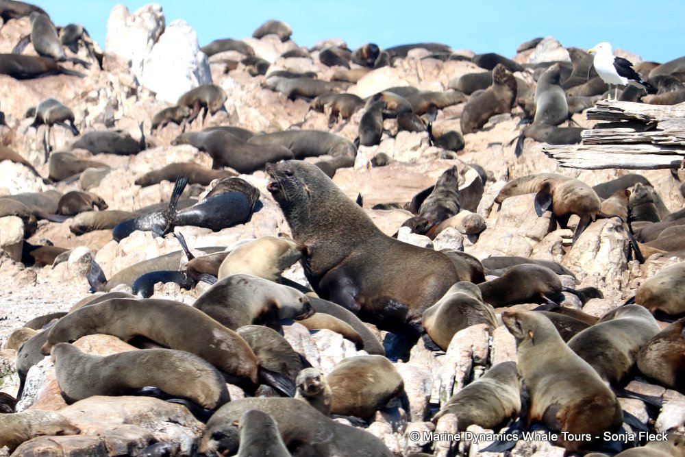 whale watching, gansbaai, south africa, fur seals