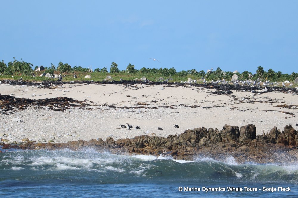 whale watching, gansbaai, south africa, dyer island