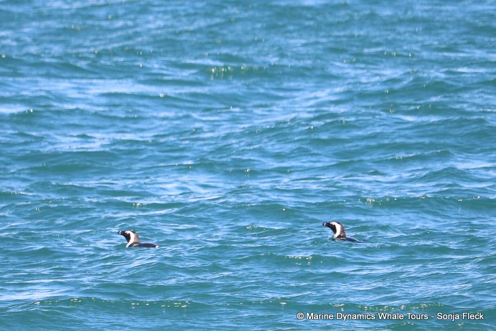whale watching, gansbaai, south africa, penguins